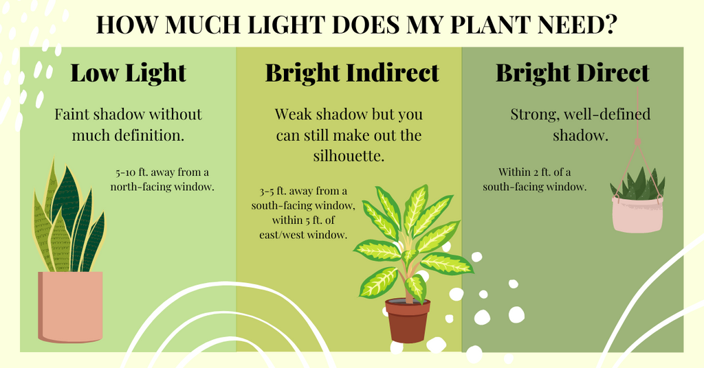 http://exoticforest.com/cdn/shop/articles/EF_-_Plant_Lighting_Guide_1024x1024.png?v=1616368487