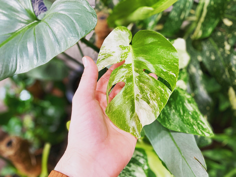 Why Do My Houseplants Keep Dying & How to Break the Cycle