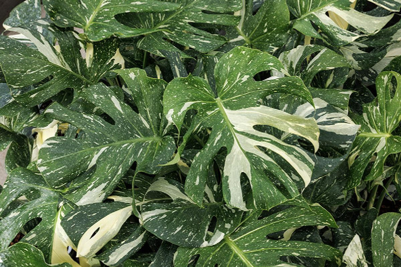 Understanding the Difference Between Monstera Albo and Monstera Thai Constellation
