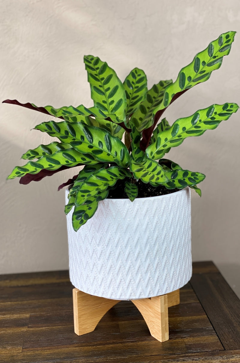 The Ultimate Guide on How to Care for Calathea Plants