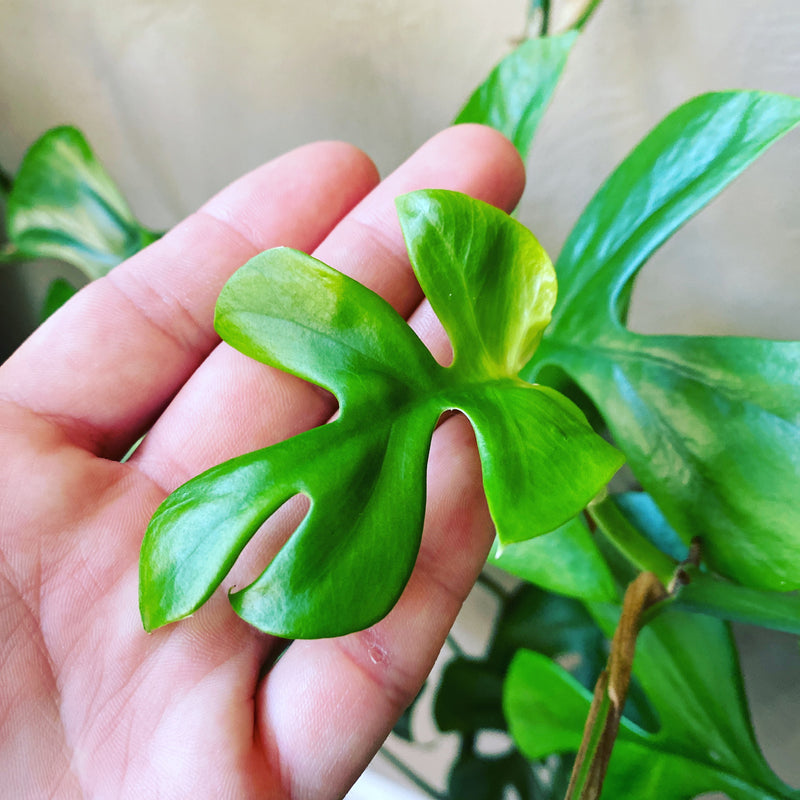 Rhaphidophora Tetrasperma Propagation Station: How to Successfully Multiply Your Vine