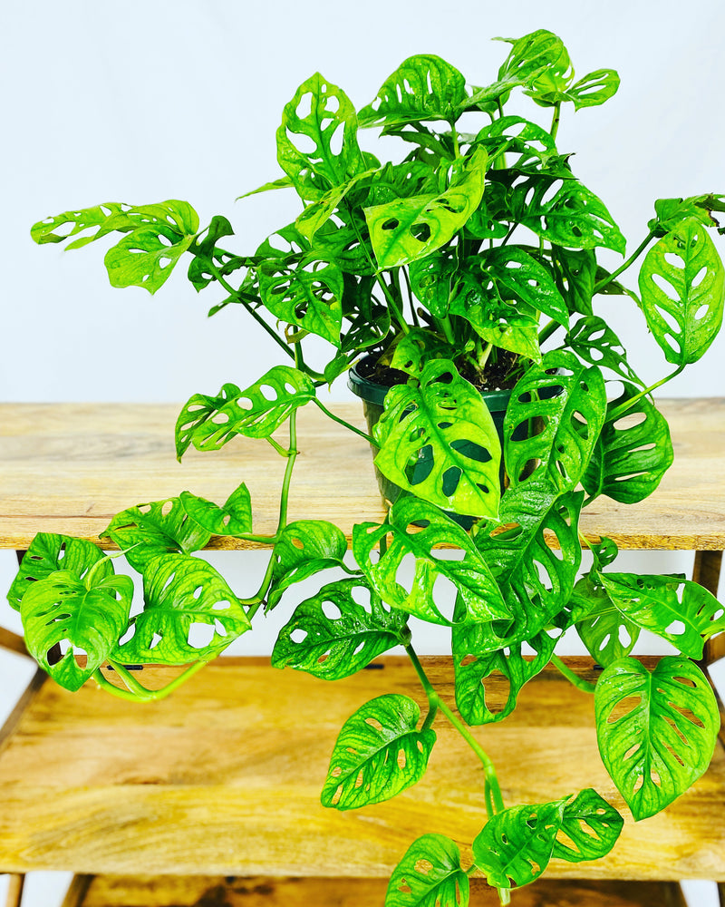 Beat the Bugs: How to Overcome Common Houseplant Pests