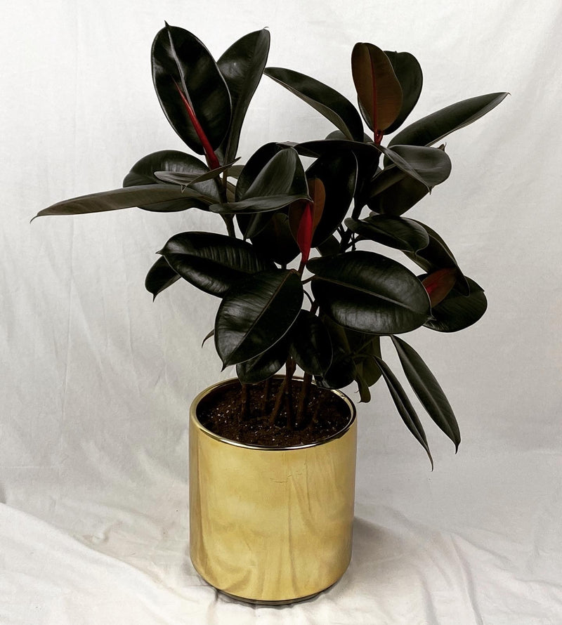 Everything You Need to Know About Your Burgundy Rubber Plant