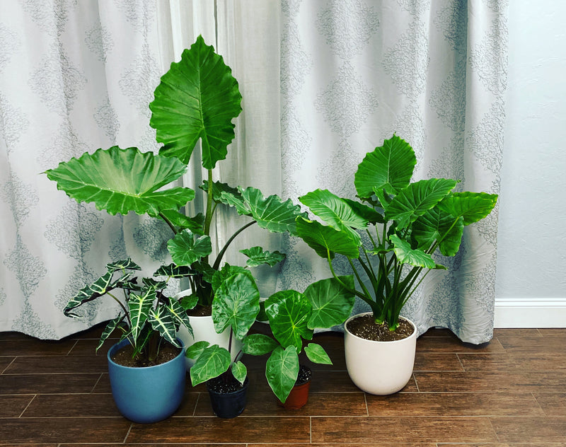 All About Alocasia Care: How to Keep them Alive and Thriving