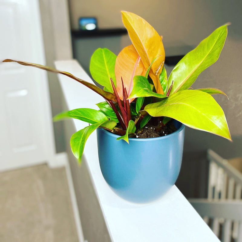 Filling your House with Philodendrons: The Basics of Philodendron Care