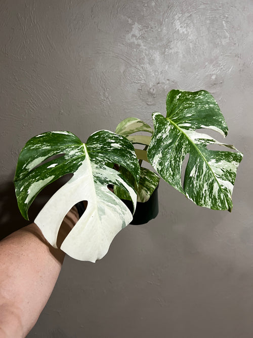 Monstera Albo Variegata Top Cutting 6 Leaf High Variegated 