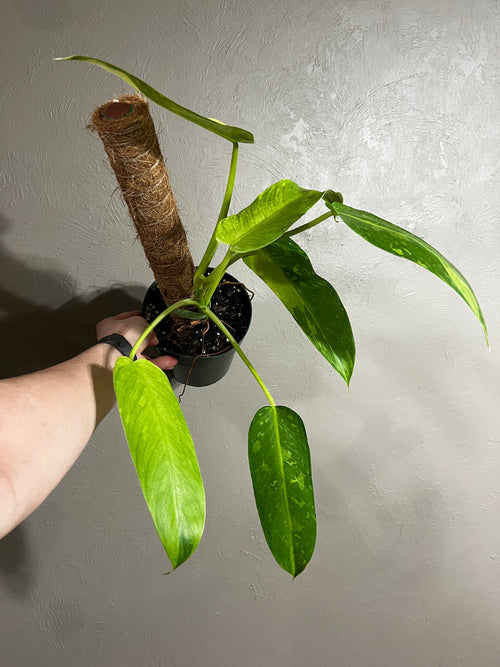 Cutting of Philodendron 'Jose Buono'