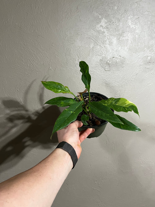 Cutting of Philodendron 'Ring of Fire'