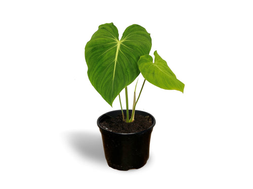 Philodendron gloriosum - 6" Grow Pot
