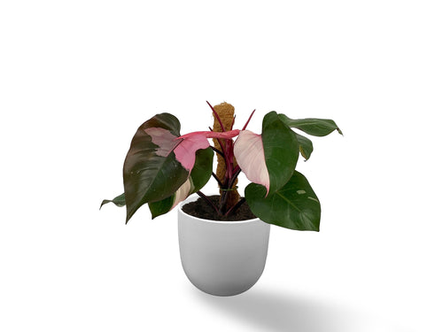 Cutting of Philodendron erubescens 'Pink Princess'