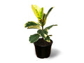 Ficus elastica 'Tineke' Variegated