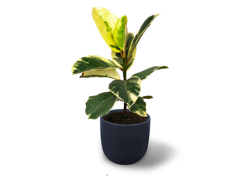 Ficus elastica 'Tineke' Variegated