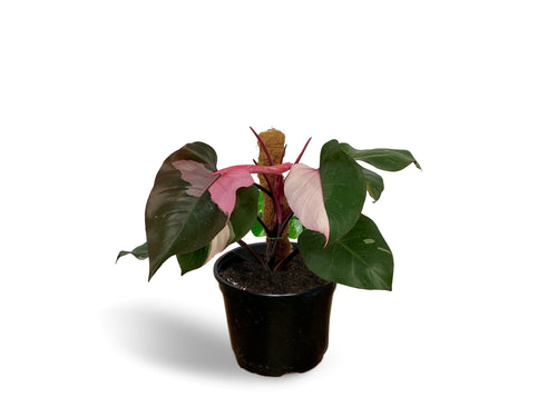 Cutting of Philodendron erubescens 'Pink Princess'