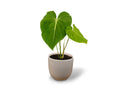 Philodendron gloriosum - 6" Grow Pot