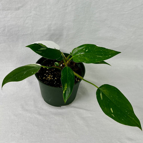 Philodendron 'White Princess' - 6" Grow Pot