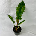 Philodendron 'Ring of Fire' - 6" Grow Pot