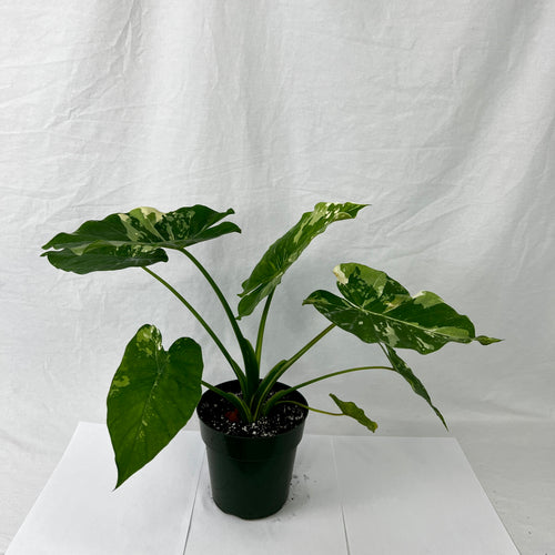 Alocasia odora variegata - 1 gallon